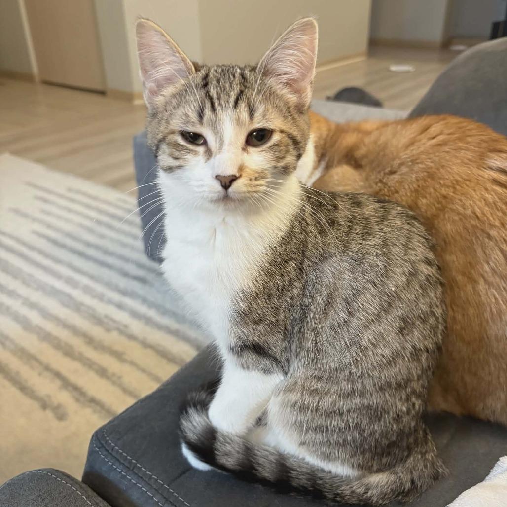 Sophia, Adoptable, Kitten Female Domestic Short Hair.