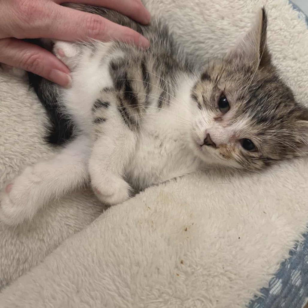 Enlarge Sophia, a Adoptable Domestic Short Hair in Toledo, OH image 1/2