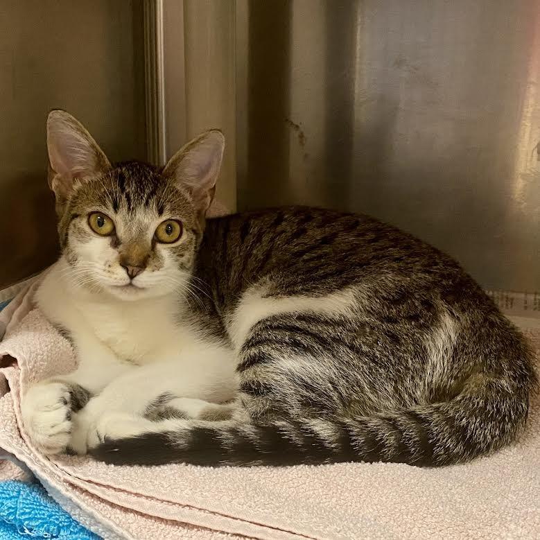 Adora, Adoptable, Young Female Domestic Short Hair.