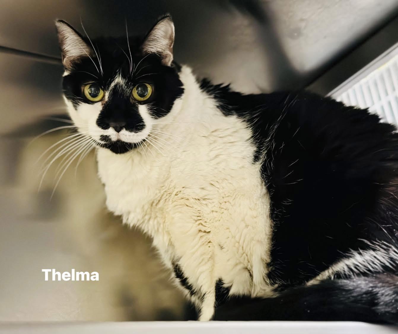 Thelma, ADOPTABLE, Adult Female Domestic Short Hair.