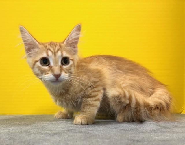 Panini, adopted, Kitten Female Domestic Short Hair.