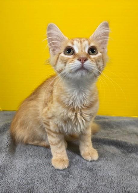 Enlarge Panini, an adopted Domestic Short Hair in Hawk Point, MO image 4/4