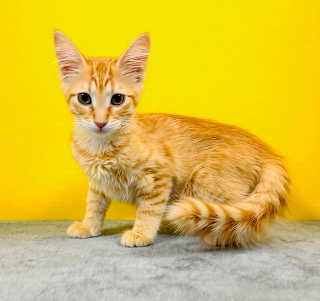 Enlarge Panini, an adopted Domestic Short Hair in Hawk Point, MO image 2/4