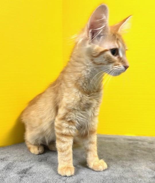 Enlarge Panini, an adopted Domestic Short Hair in Hawk Point, MO image 3/4