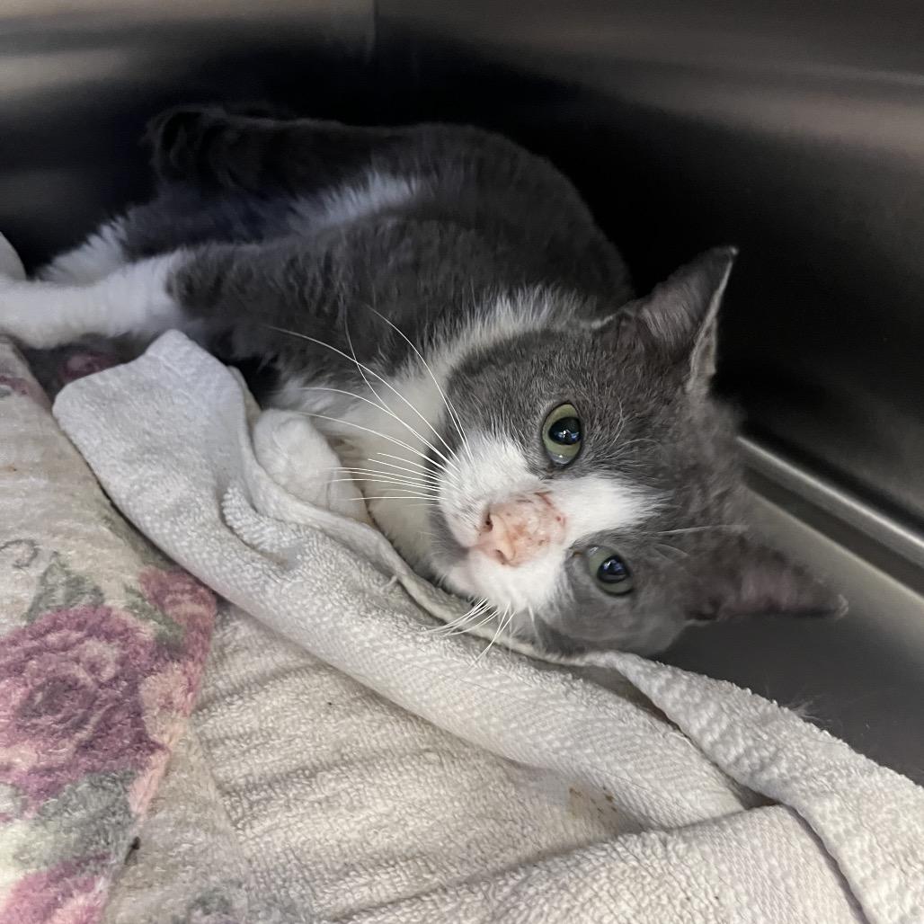 Quentin — thumbnail 2