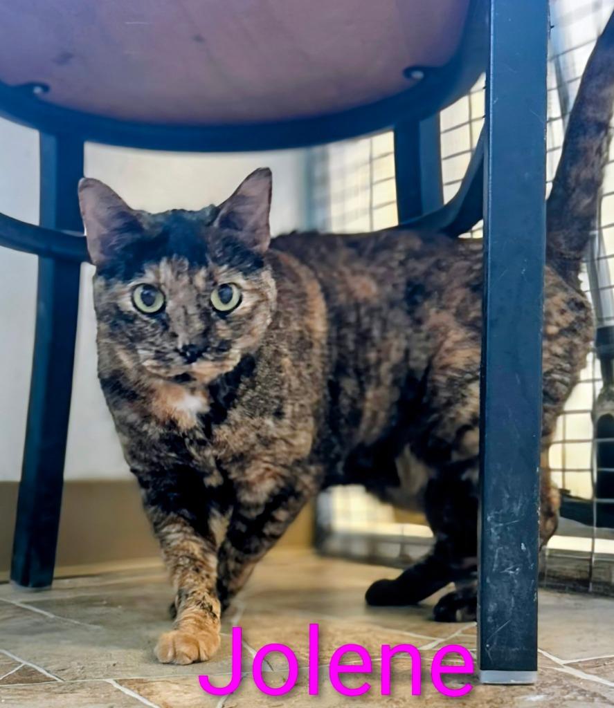 Jolene, Adoptable, Adult Female Domestic Short Hair.