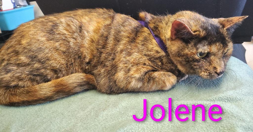 Enlarge Jolene, a Adoptable mixed breed in Mena, AR image 2/3