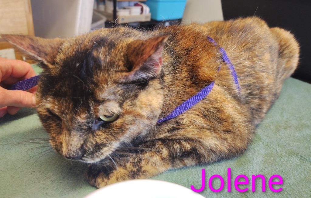 Enlarge Jolene, a Adoptable mixed breed in Mena, AR image 3/3