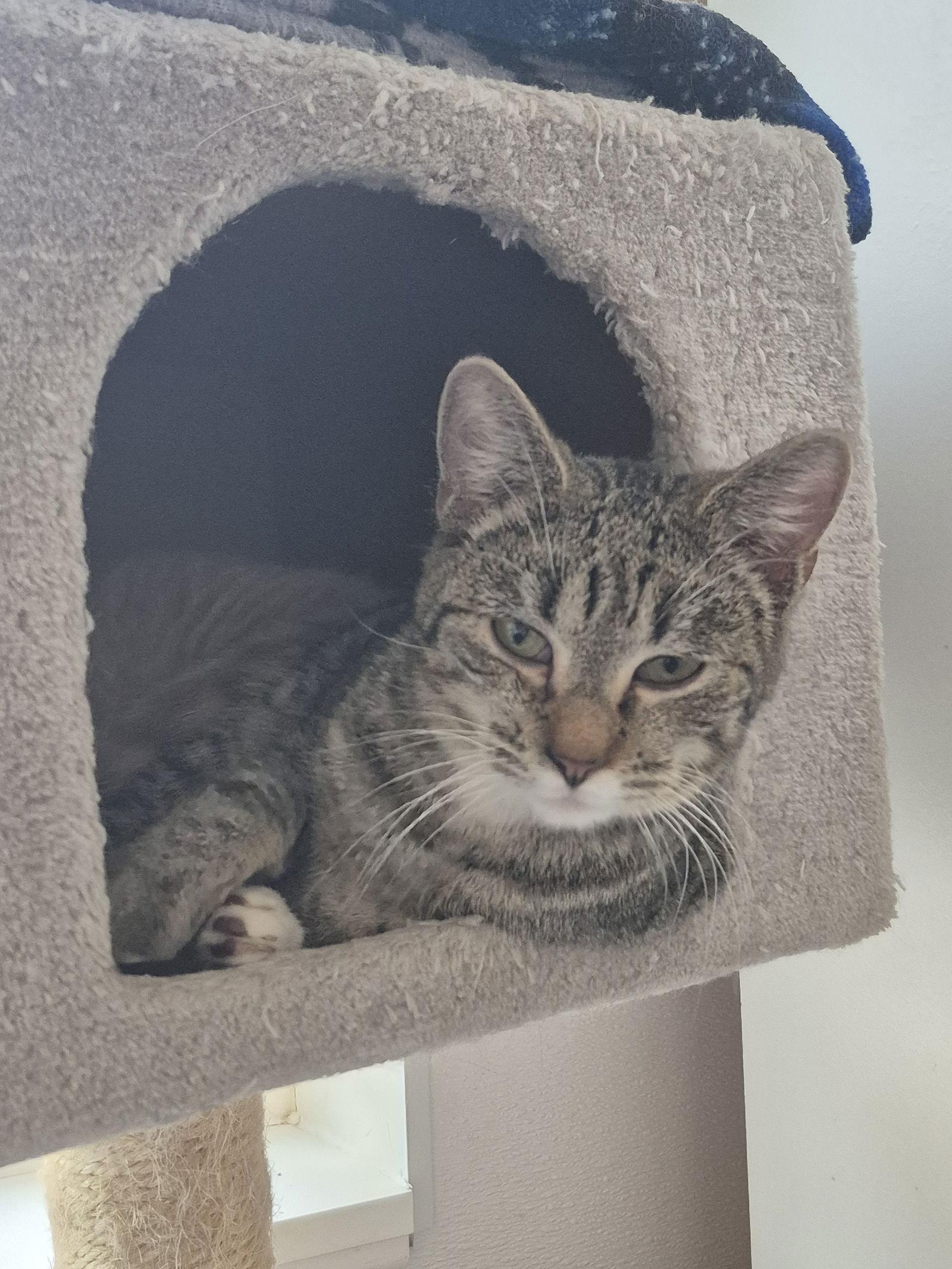 Enlarge Kitten - Rye, a Adoptable Domestic Short Hair in Emmett, ID image 2/2