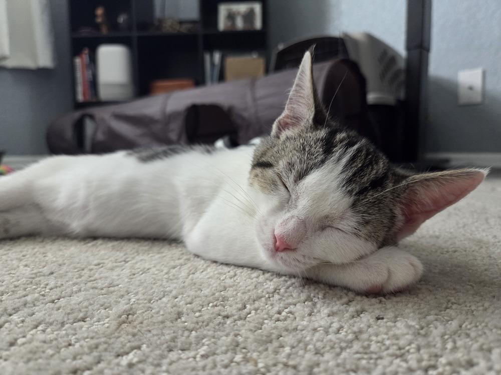 Oreo Speedwagon, Adoptable, Kitten Female Domestic Short Hair.