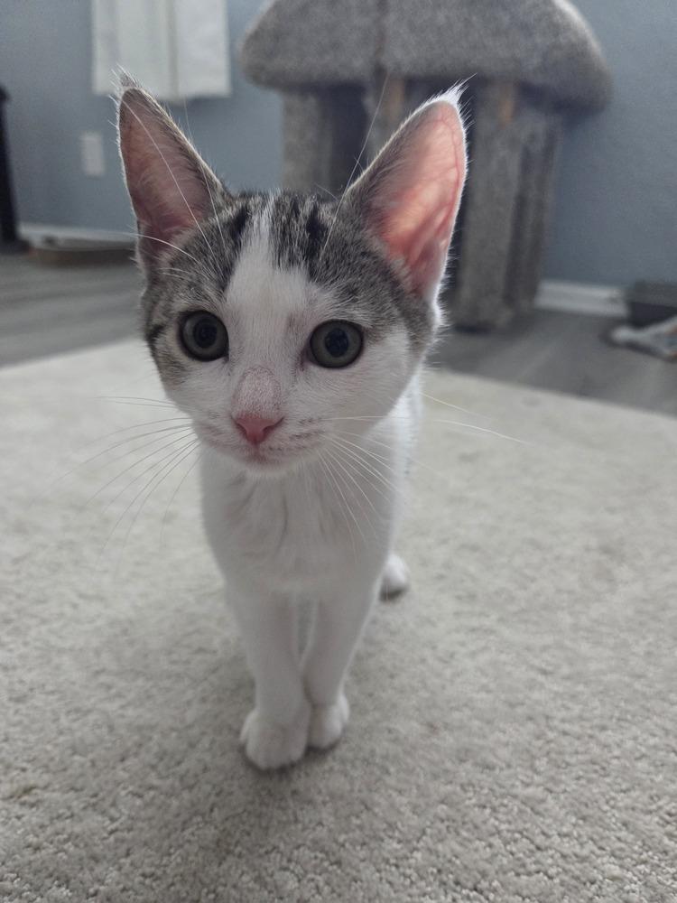 Oreo Speedwagon, a Adoptable Domestic Short Hair in Orlando, FL image 2/4