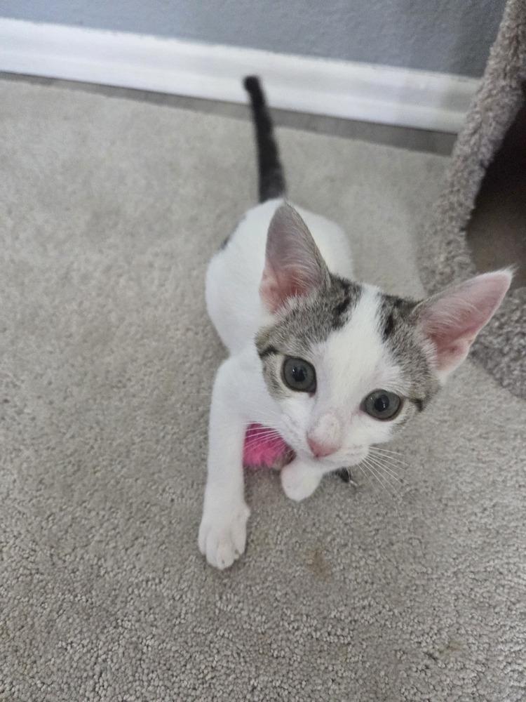 Oreo Speedwagon, a Adoptable Domestic Short Hair in Orlando, FL image 3/4