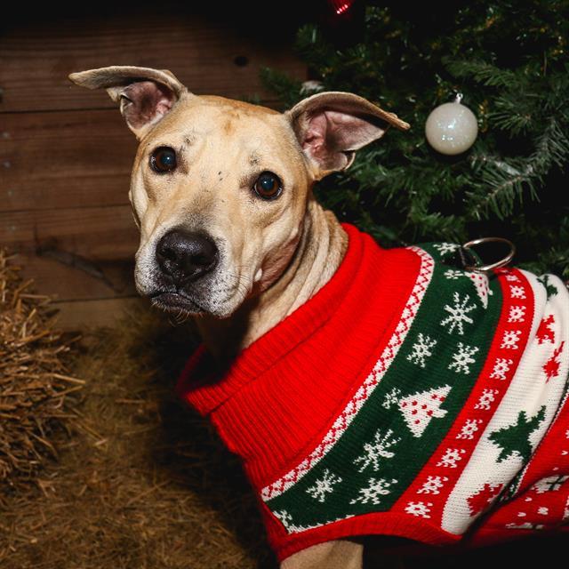 ZITI, Adoptable, Adult Female Mixed Breed.