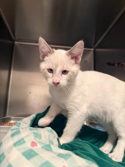 TAZ, Adoptable, Kitten Male Domestic Medium Hair.