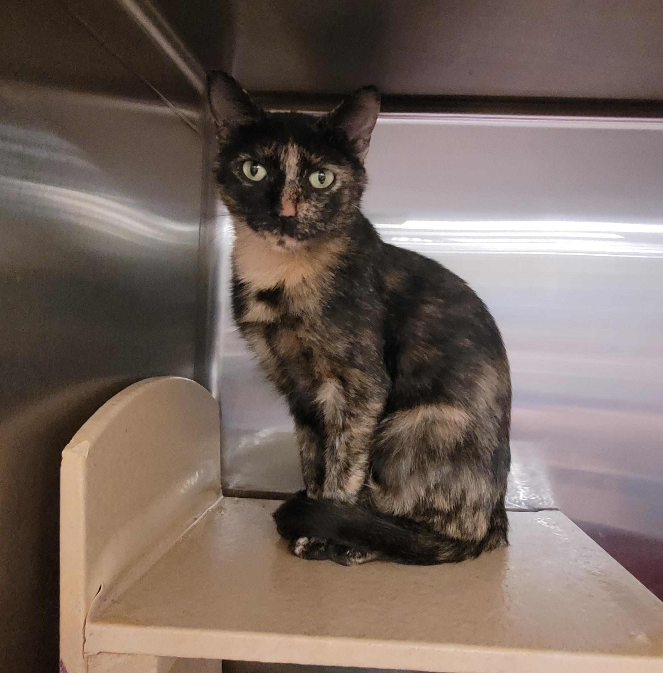 Cali, Adoptable, Adult Female Domestic Short Hair.