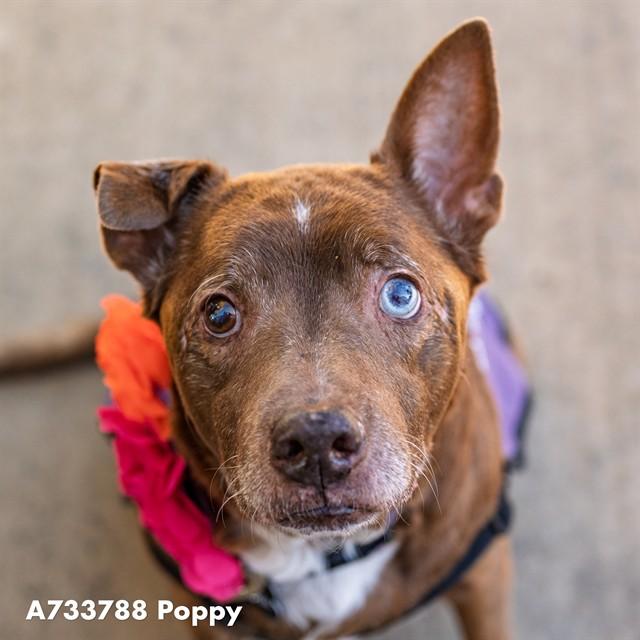 POPPY, Adoptable, Senior Female Pit Bull Terrier.