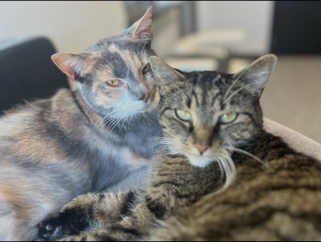 Enlarge BONDED PAIR Trixie & Trina, a ADOPTABLE Domestic Short Hair in Cortland, OH image 2/6