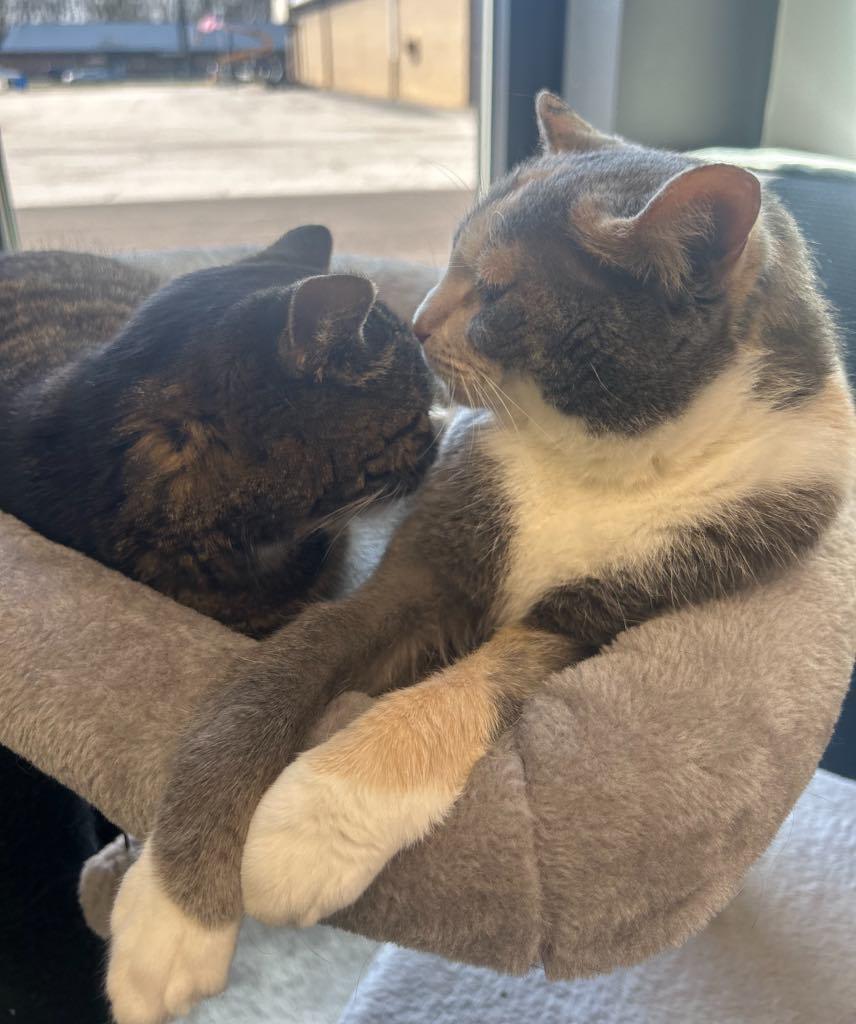 Enlarge BONDED PAIR Trixie & Trina, a ADOPTABLE Domestic Short Hair in Cortland, OH image 5/6