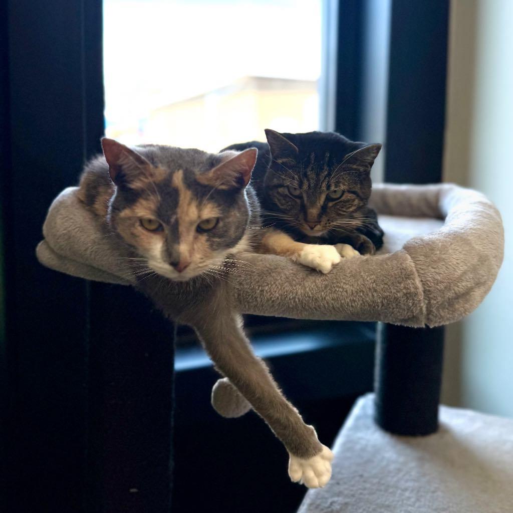 Enlarge BONDED PAIR Trixie & Trina, a ADOPTABLE Domestic Short Hair in Cortland, OH image 6/6