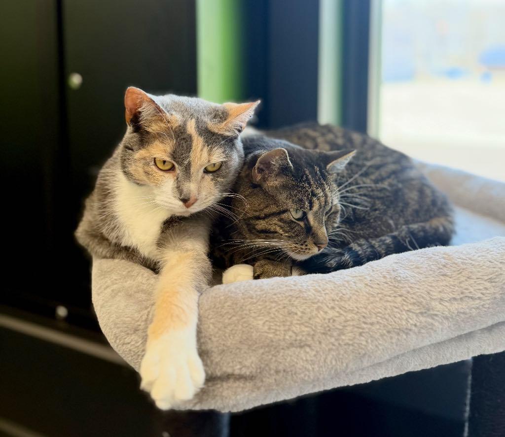 Enlarge BONDED PAIR Trixie & Trina, a ADOPTABLE Domestic Short Hair in Cortland, OH image 4/6