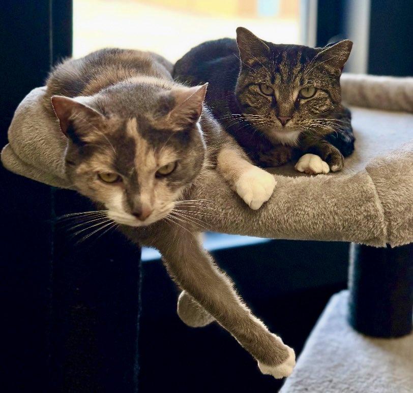 BONDED PAIR Trixie & Trina, ADOPTABLE, Senior Female Domestic Short Hair.
