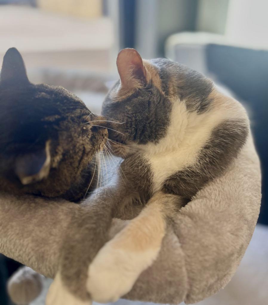 Enlarge BONDED PAIR Trixie & Trina, a ADOPTABLE Domestic Short Hair in Cortland, OH image 3/6