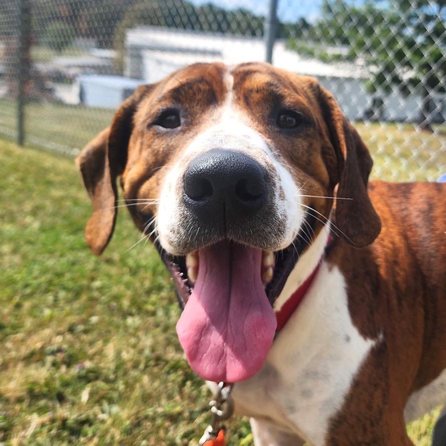Tao, Adoptable, Adult Male Plott Hound & Beagle.