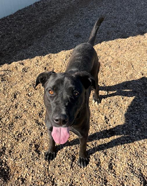 Phoebe, Adoptable, Young Female Mixed Breed.