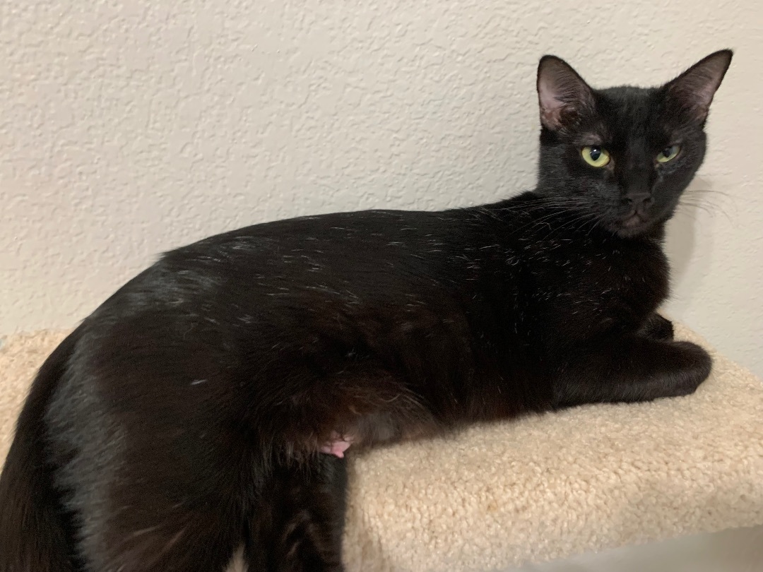 Magnolia, a Adoptable Domestic Short Hair in Keller, TX image 1/3