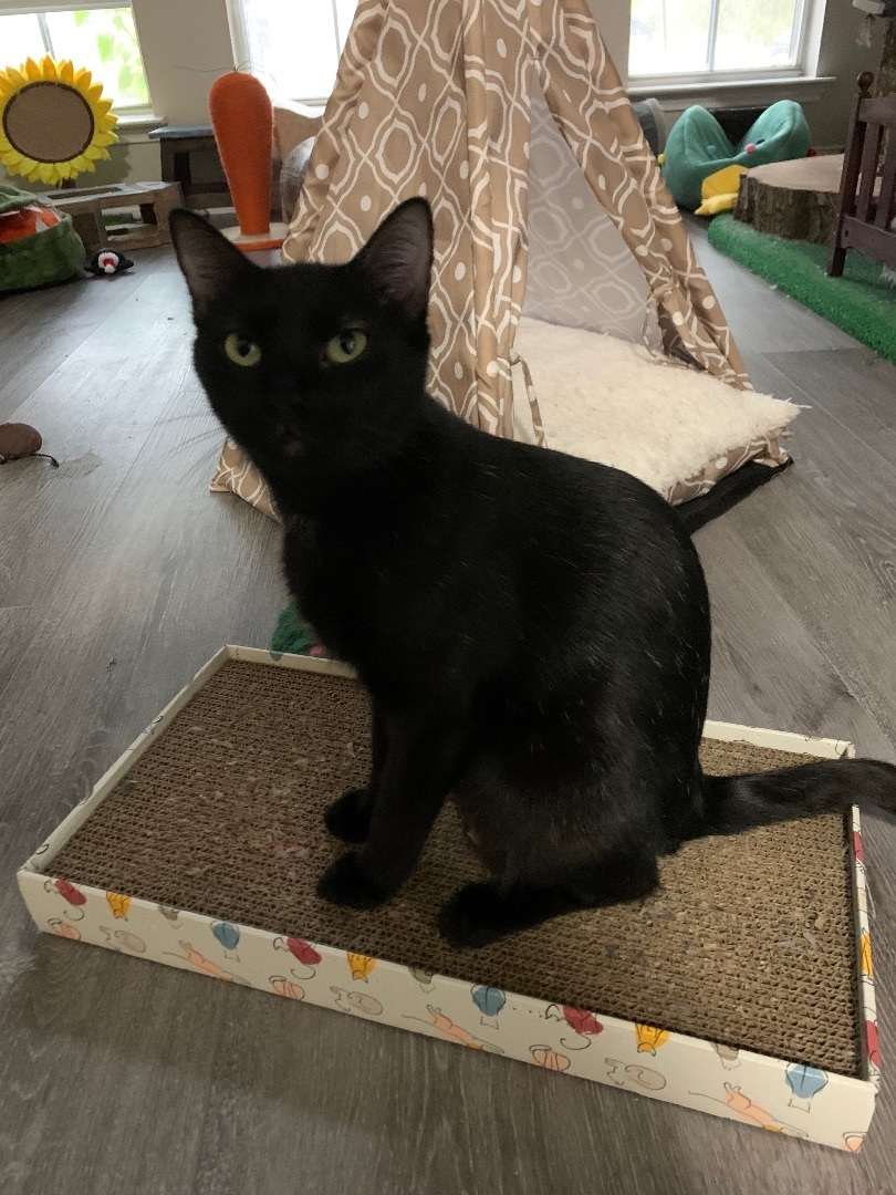 Magnolia, a Adoptable Domestic Short Hair in Keller, TX image 2/3