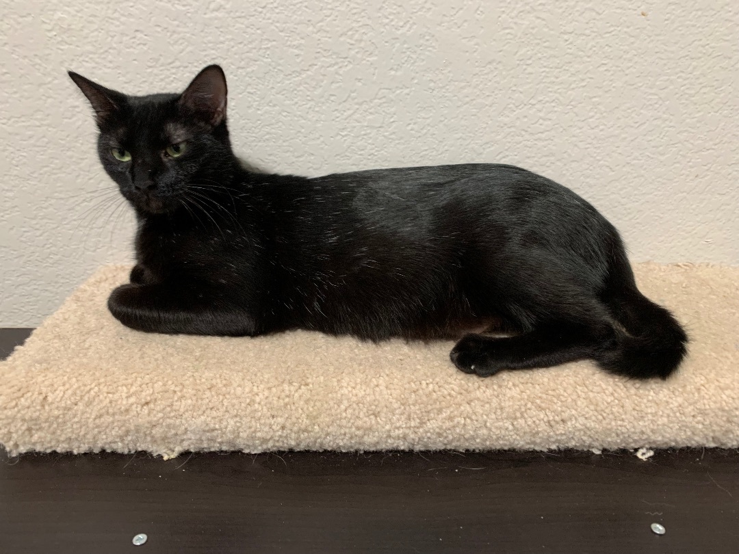 Magnolia, a Adoptable Domestic Short Hair in Keller, TX image 3/3