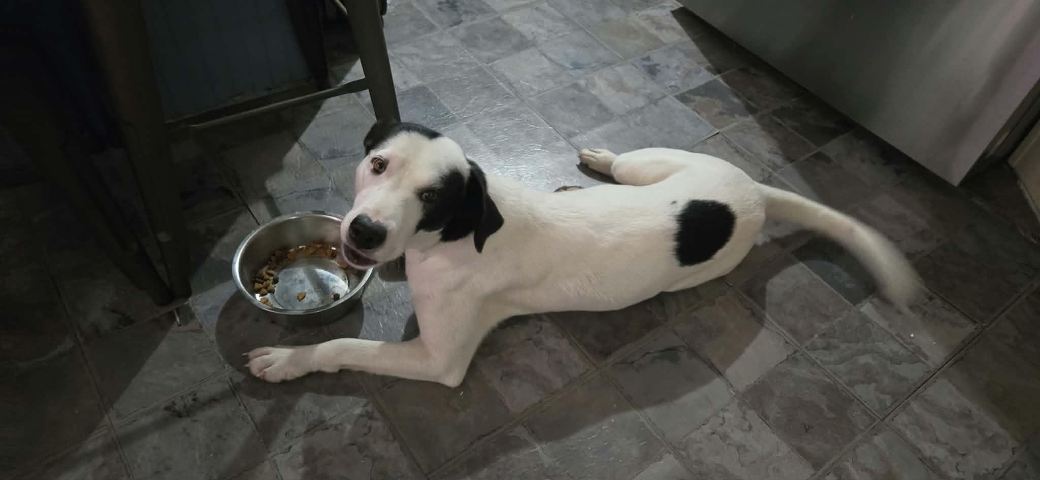 Enlarge Darla, a Adoptable Mixed Breed in Mobile, AL image 2/2