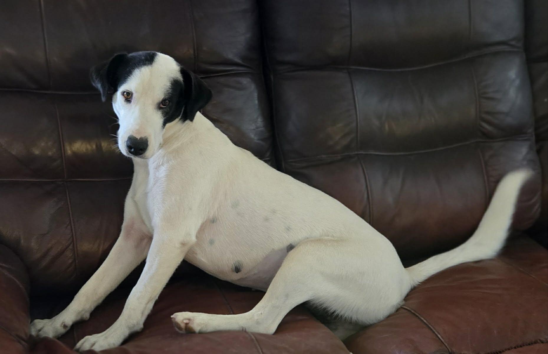 Enlarge Darla, a Adoptable Mixed Breed in Mobile, AL image 1/2