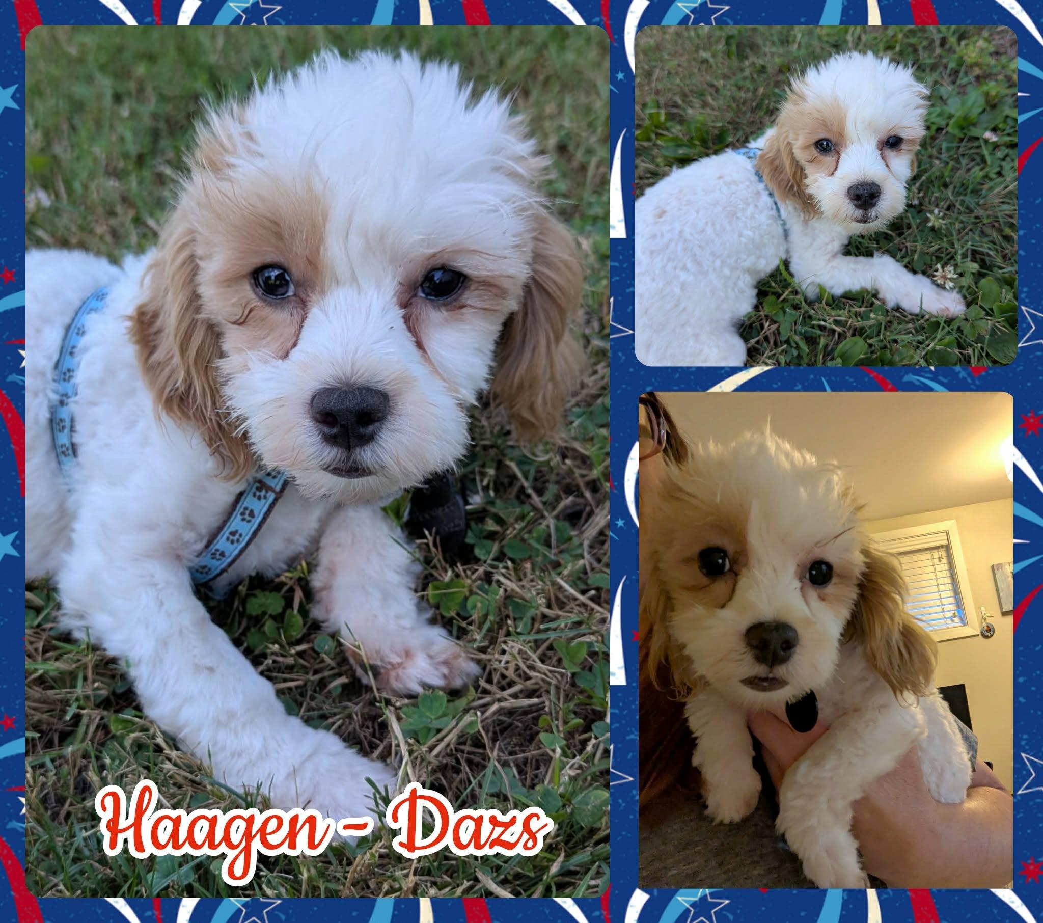 Enlarge Haagen-Dazs, a ADOPTABLE mixed breed in Ringwood, NJ image 1/1