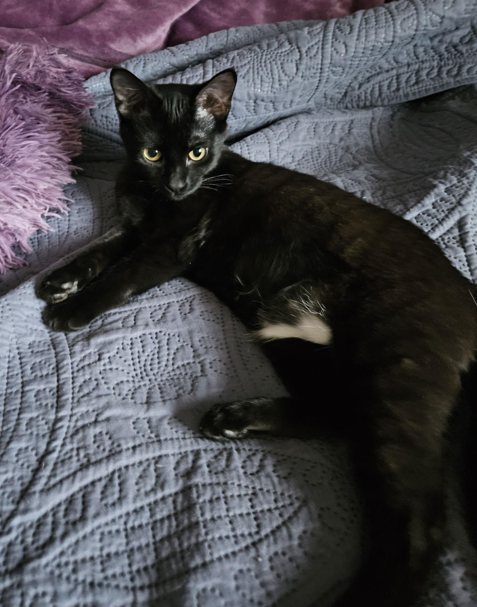 Enlarge Ebony C4771 - ADOPTION BEING FINALIZED, a Adoptable Domestic Short Hair in minneapolis, MN image 1/3