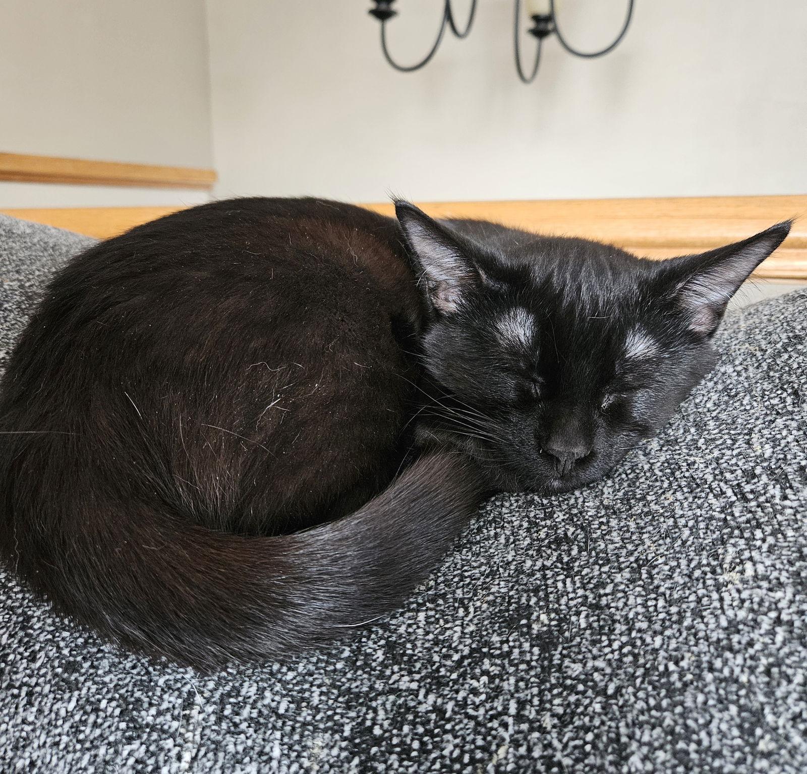 Enlarge Ebony C4771 - ADOPTION BEING FINALIZED, a Adoptable Domestic Short Hair in minneapolis, MN image 2/3