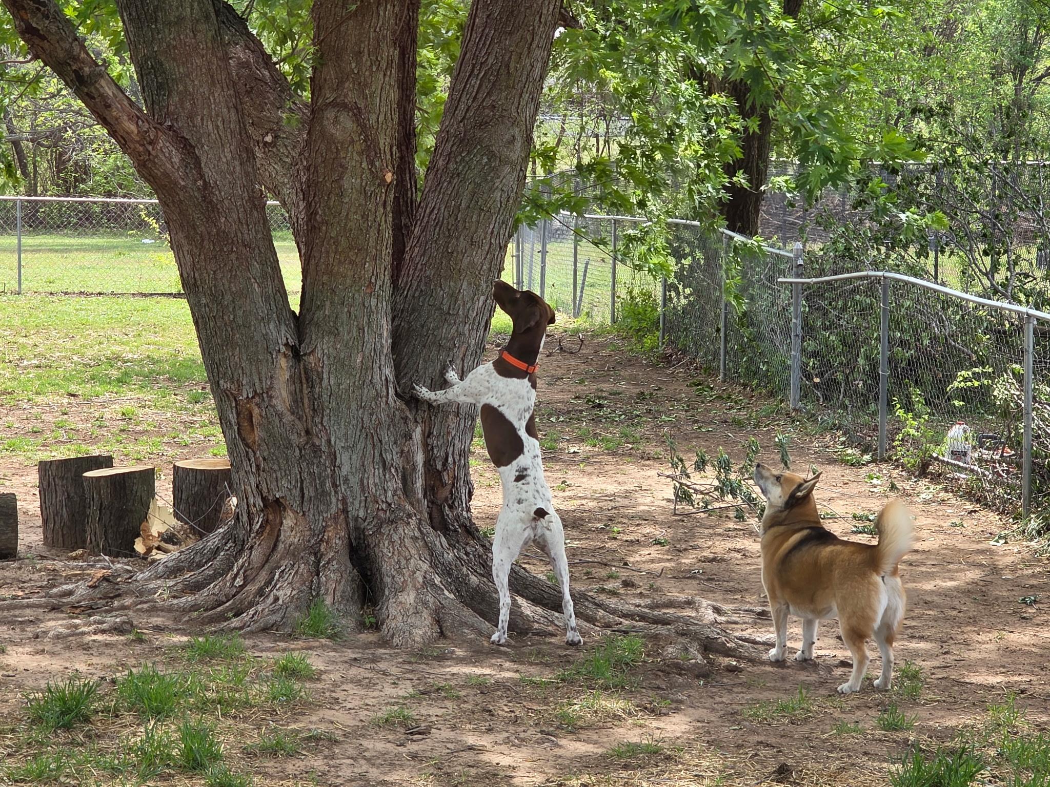 Goose, a ADOPTABLE German Shorthaired Pointer in Yukon, OK image 2/2