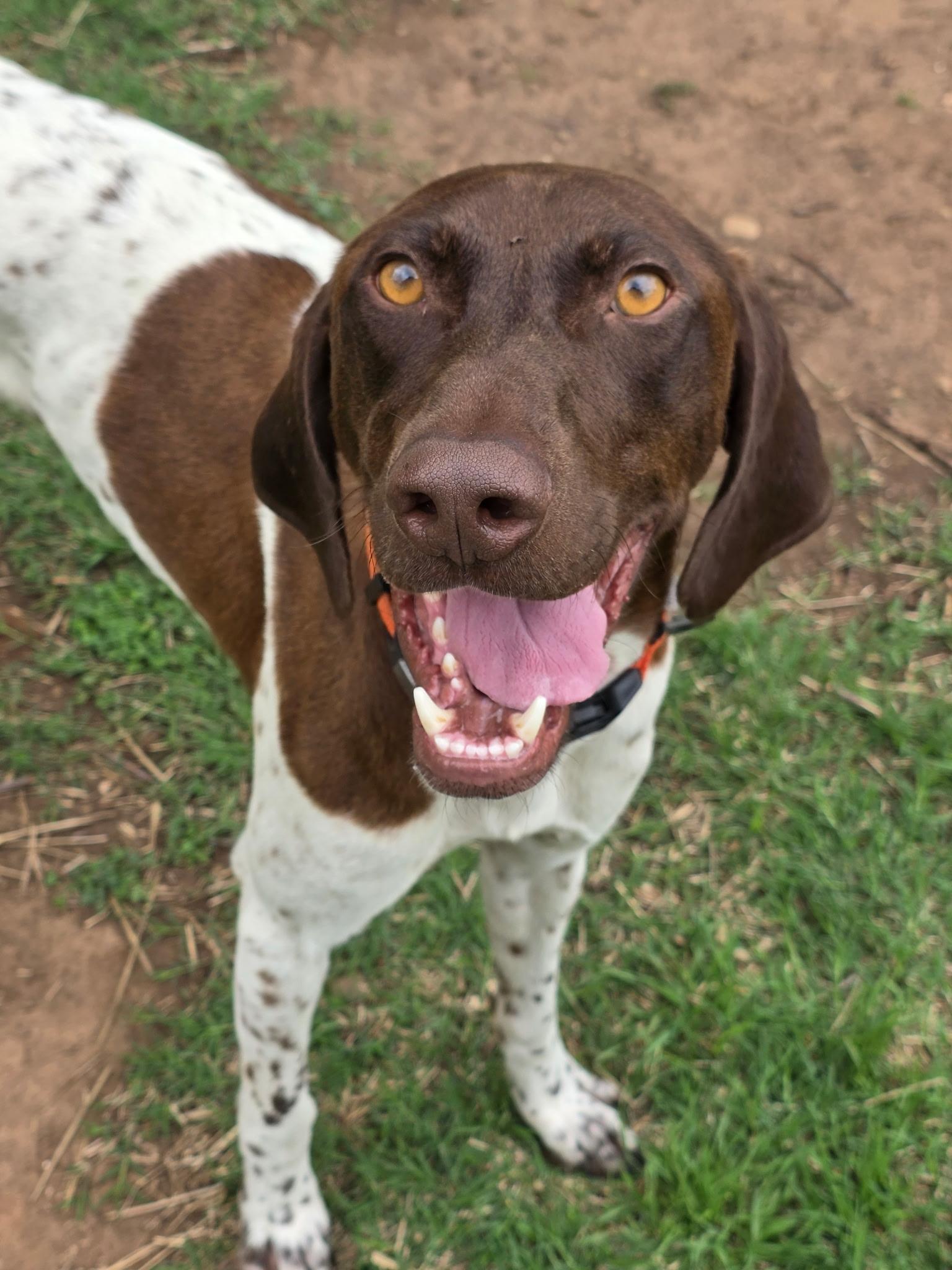 Goose, a ADOPTABLE German Shorthaired Pointer in Yukon, OK image 1/2
