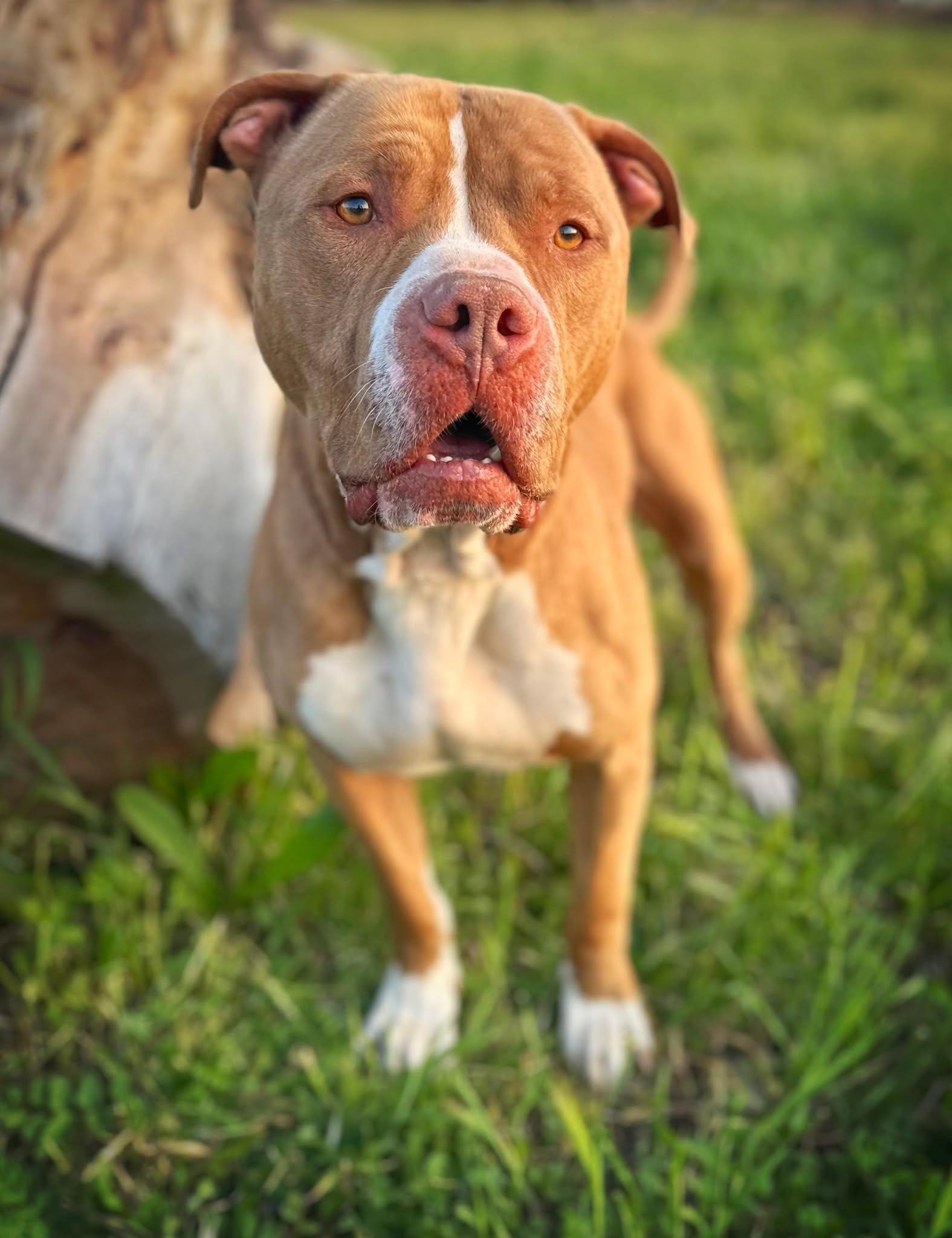 Hanky, a Adoptable Pit Bull Terrier in Modesto , CA image 1/3