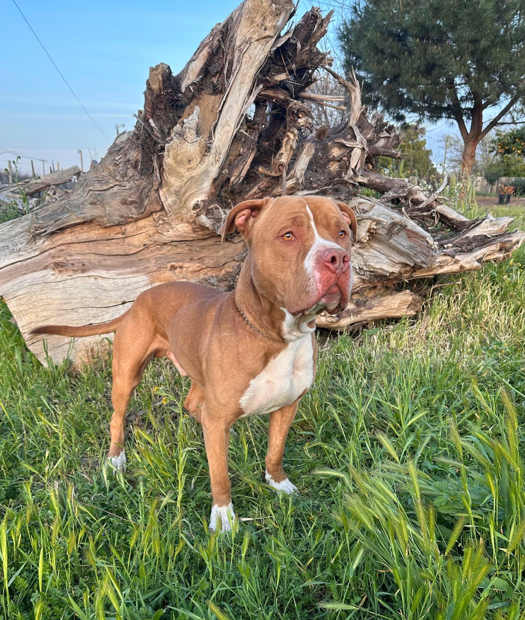Hanky, a Adoptable Pit Bull Terrier in Modesto , CA image 3/3