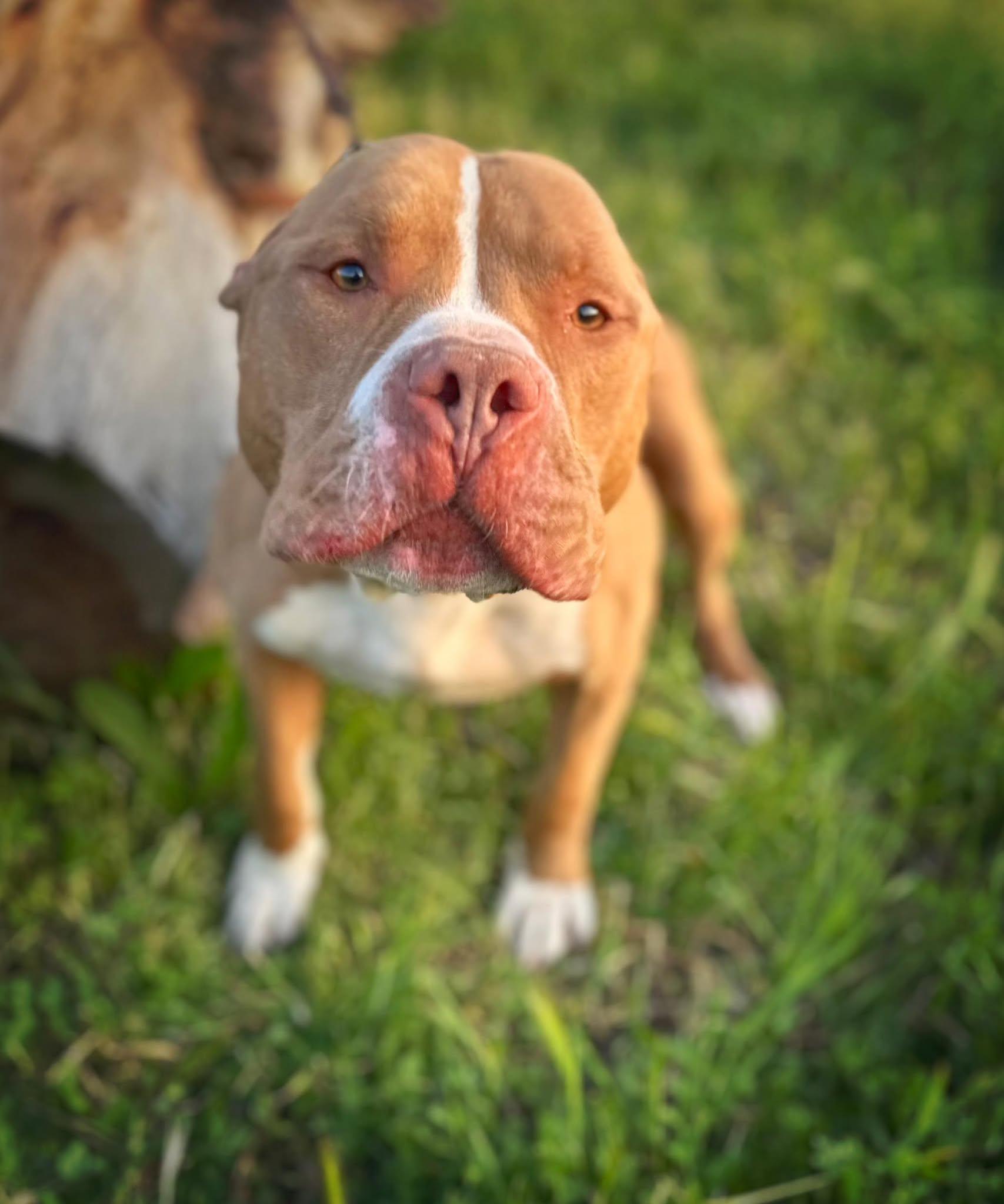 Hanky, a Adoptable Pit Bull Terrier in Modesto , CA image 2/3