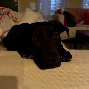 Mocha, Adoptable, Adult Female Pit Bull Terrier.