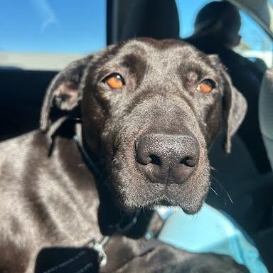 Enlarge Mocha, a Adoptable Pit Bull Terrier in Harrisonburg, VA image 2/4
