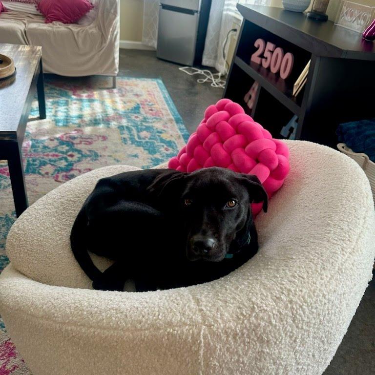 Enlarge Mocha, a Adoptable Pit Bull Terrier in Harrisonburg, VA image 3/4