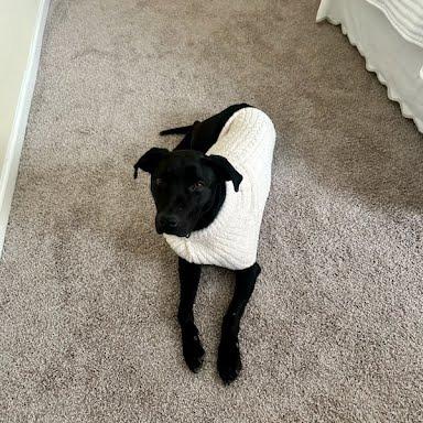 Enlarge Mocha, a Adoptable Pit Bull Terrier in Harrisonburg, VA image 4/4