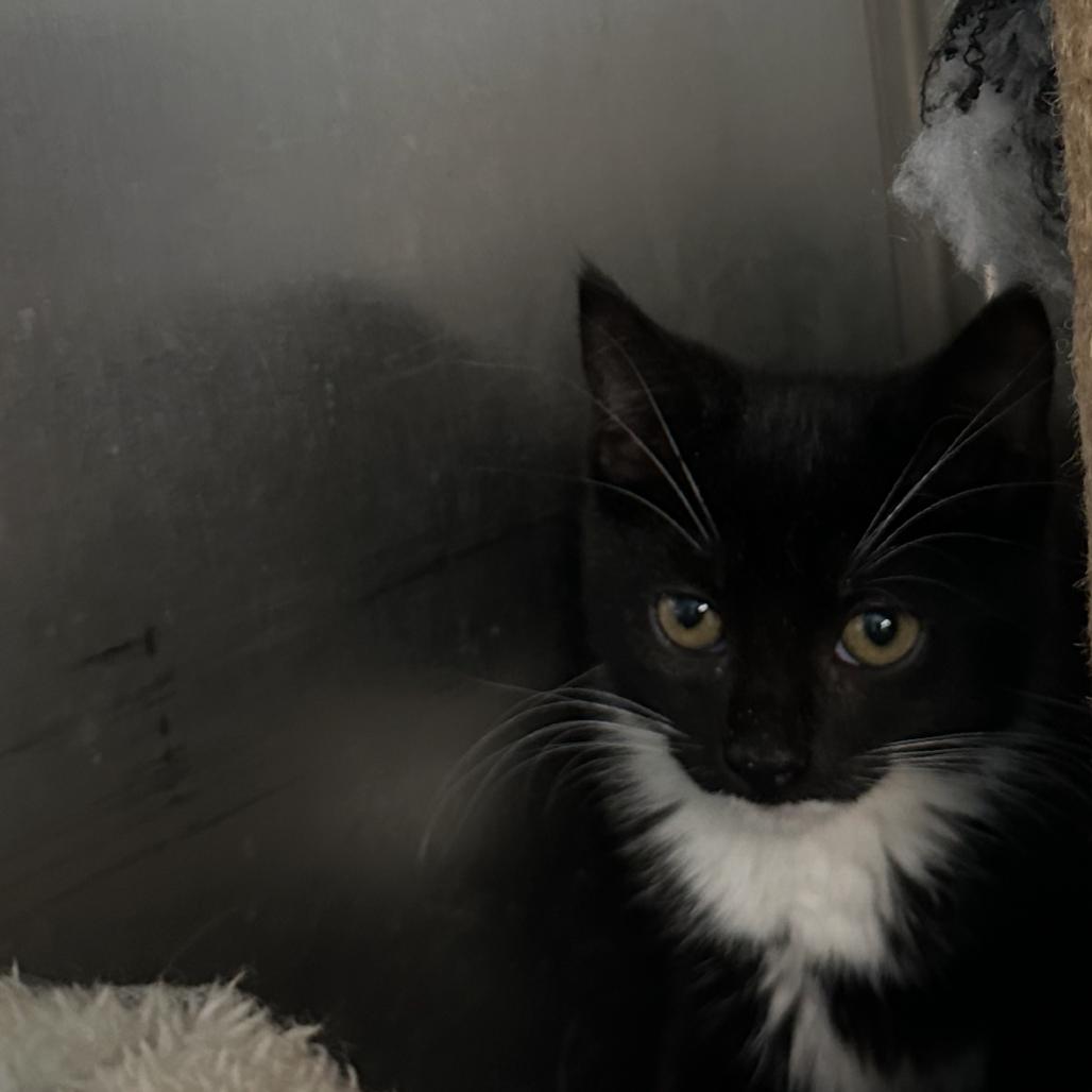 Cheese, Adoptable, Kitten Female Domestic Medium Hair.