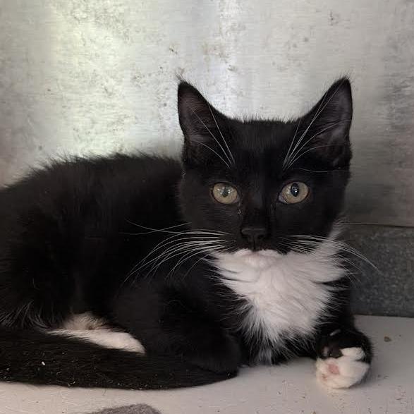 Enlarge Cheese, a Adoptable Domestic Medium Hair in Wappingers Falls, NY image 2/3