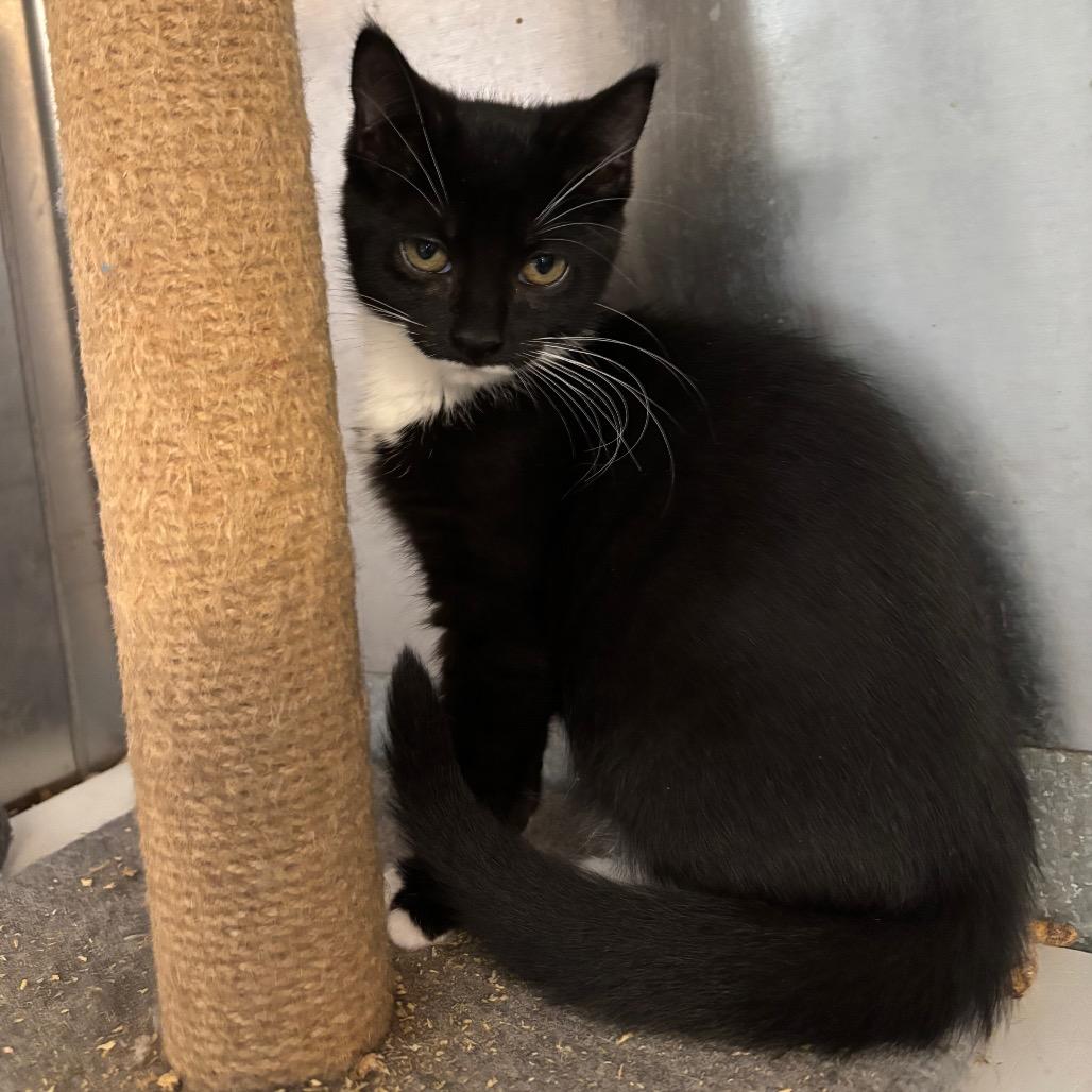 Enlarge Cheese, a Adoptable Domestic Medium Hair in Wappingers Falls, NY image 3/3
