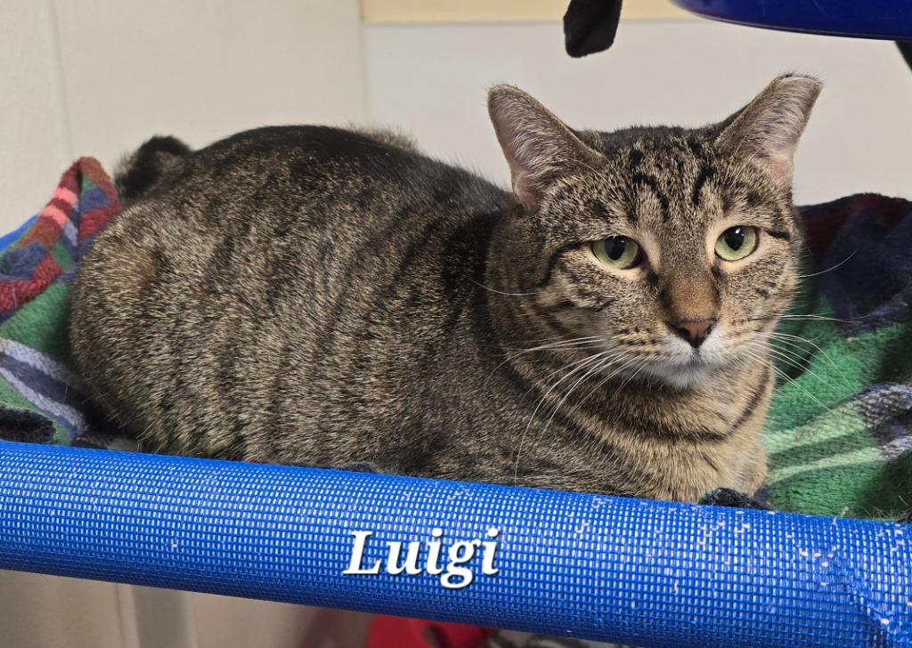 Luigi, Adoptable, Adult Female Domestic Short Hair.