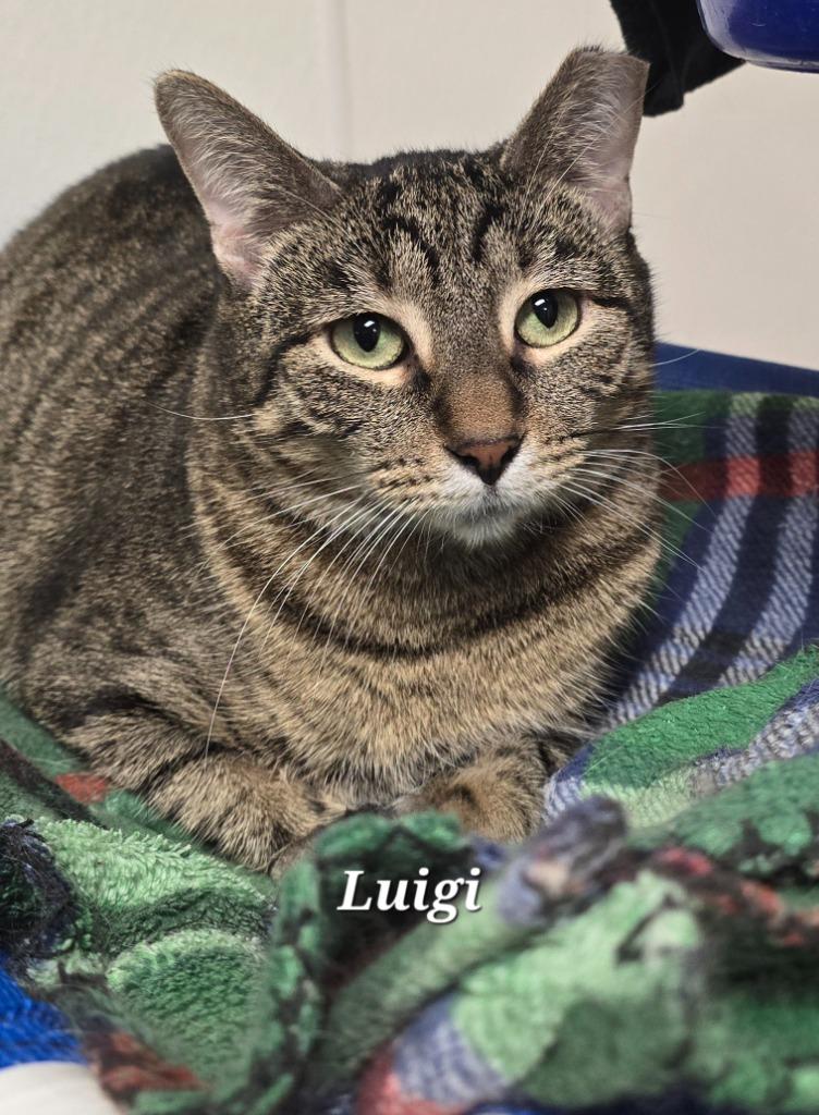 Enlarge Luigi, a Adoptable mixed breed in Cedar Rapids, IA image 2/2